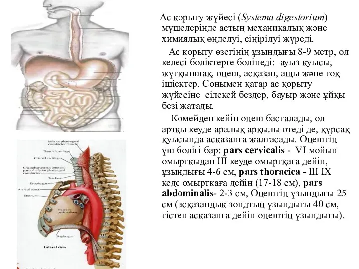 Ас қорыту жүйесі (Systema digestorium) мүшелерінде астың механикалық және химиялық