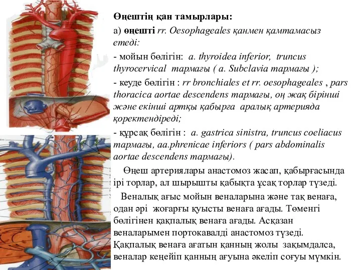 Өңештің қан тамырлары: а) өңешті rr. Oesophageales қанмен қамтамасыз етеді: