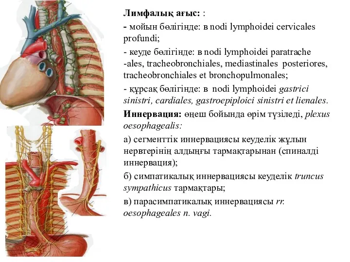 Лимфалық ағыс: : - мойын бөлігінде: в nodi lymphoidei cervicales