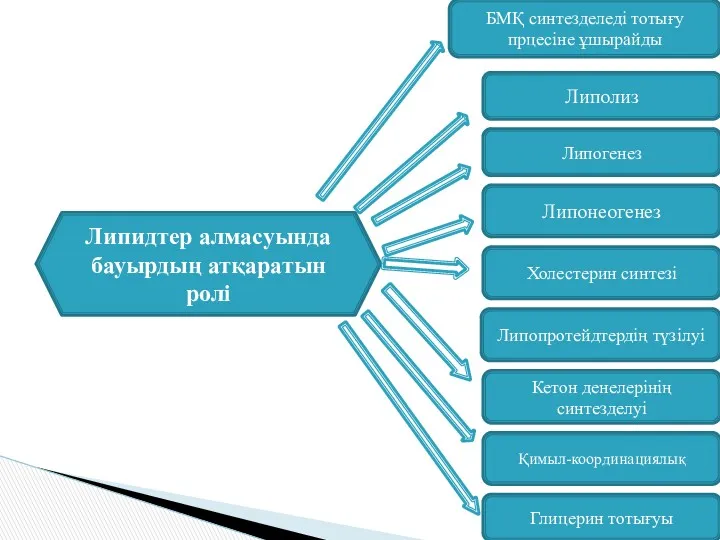 Холестерин синтезі Липопротейдтердің түзілуі Қимыл-координациялық Липогенез Липидтер алмасуында бауырдың атқаратын