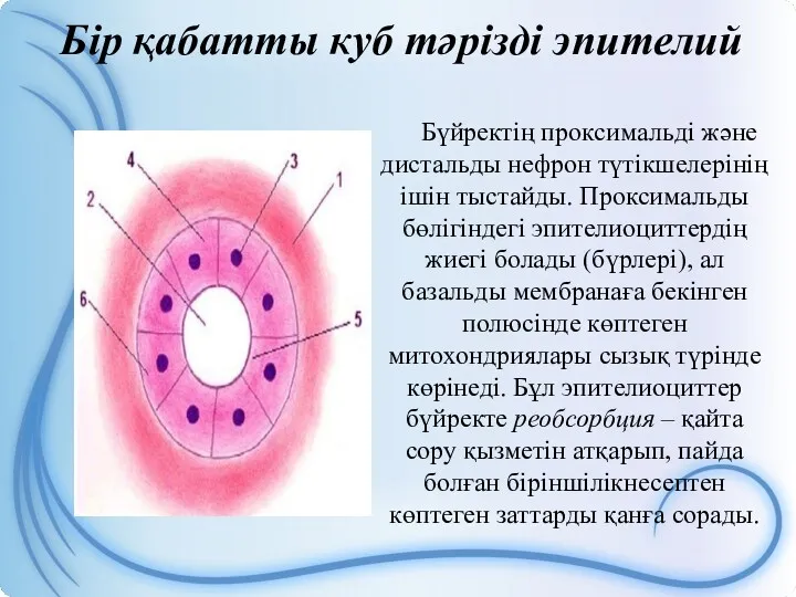 Бір қабатты куб тәрізді эпителий Бүйректің проксимальді және дистальды нефрон