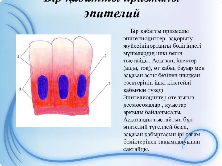 Бір қабатты призмалы эпителий Бір қабатты призмалы эпителиоциттер асқорыту жүйесініңортаңғы