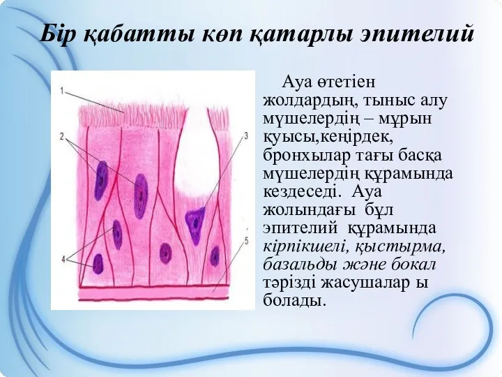 Бір қабатты көп қатарлы эпителий Ауа өтетіен жолдардың, тыныс алу