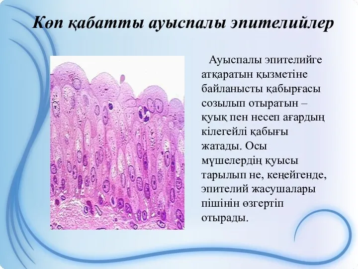 Көп қабатты ауыспалы эпителийлер Ауыспалы эпителийге атқаратын қызметіне байланысты қабырғасы