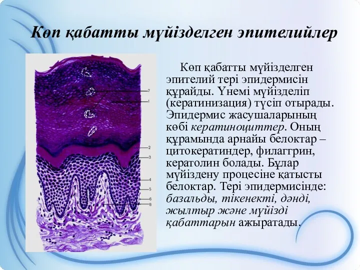 Көп қабатты мүйізделген эпителийлер Көп қабатты мүйізделген эпителий тері эпидермисін