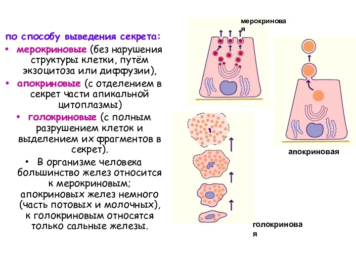 по способу выведения секрета: мерокриновые (без нарушения структуры клетки, путём