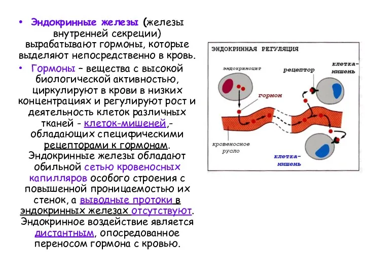 Эндокринные железы (железы внутренней секреции) вырабатывают гормоны, которые выделяют непосредственно