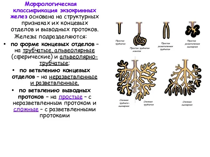 Морфологическая классификация экзокринных желез основана на структурных признаках их концевых