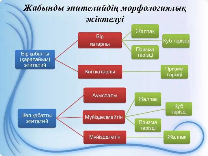 Жабынды эпителийдің морфологиялық жіктелуі