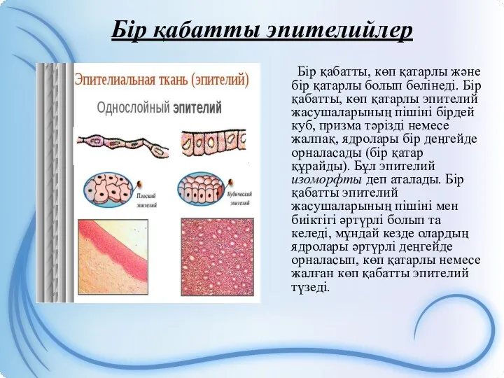 Бір қабатты эпителийлер Бір қабатты, көп қатарлы және бір қатарлы