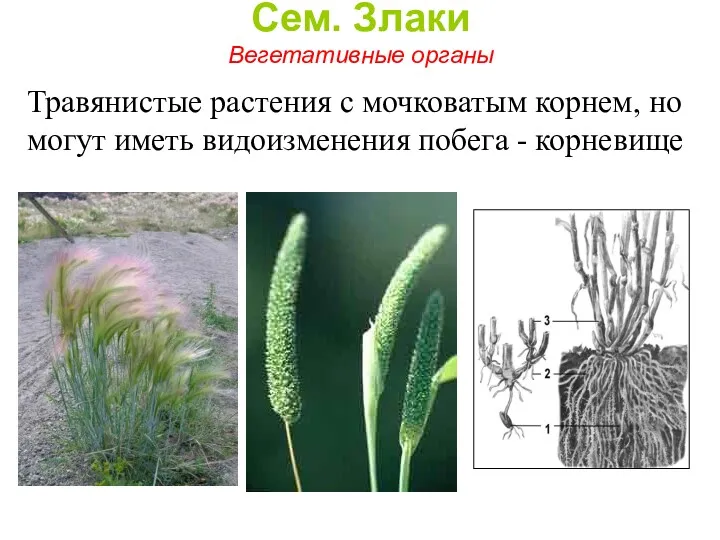 Сем. Злаки Вегетативные органы Травянистые растения с мочковатым корнем, но могут иметь видоизменения побега - корневище