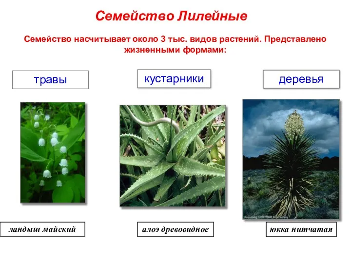 Семейство насчитывает около 3 тыс. видов растений. Представлено жизненными формами: