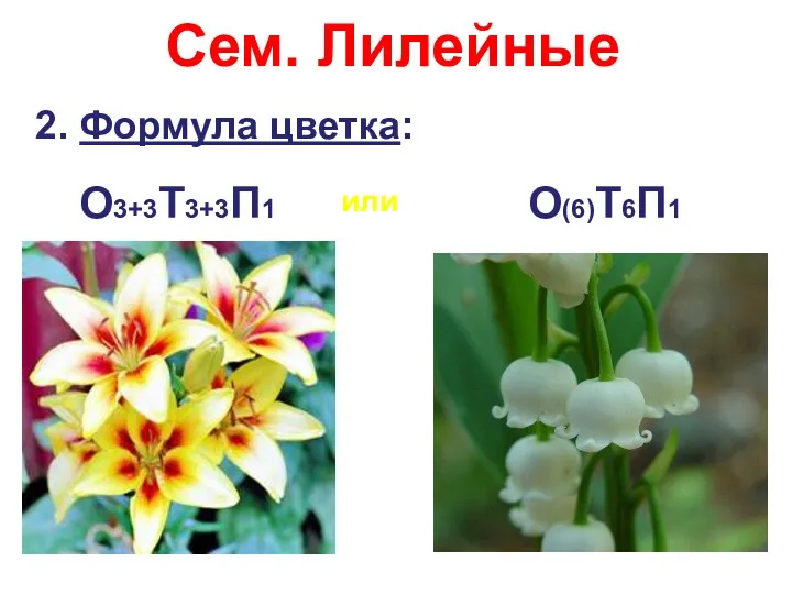 Сем. Лилейные 2. Формула цветка: О3+3Т3+3П1 или О(6)Т6П1