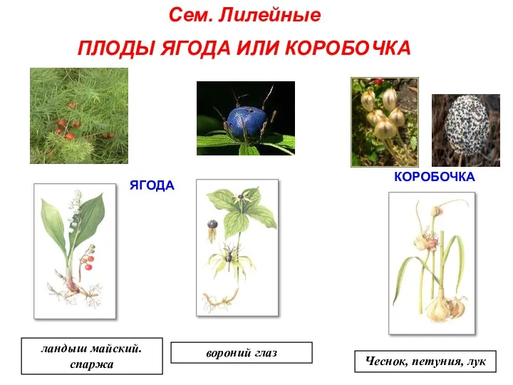 ЯГОДА КОРОБОЧКА ландыш майский. спаржа вороний глаз Чеснок, петуния, лук Сем. Лилейные ПЛОДЫ ЯГОДА ИЛИ КОРОБОЧКА