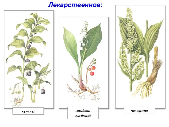 купены ландыш майский чемерица Лекарственное: