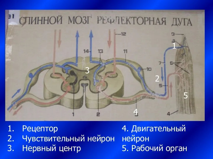 3 1 2 5 4 Рецептор Чувствительный нейрон Нервный центр 4. Двигательный нейрон 5. Рабочий орган