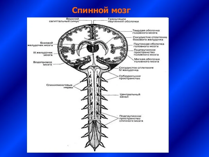 Спинной мозг