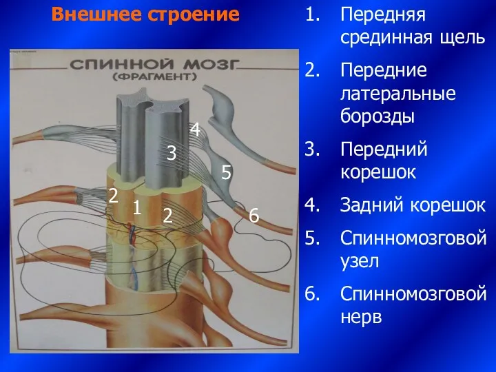 Внешнее строение 1 2 2 Передняя срединная щель Передние латеральные борозды Передний корешок