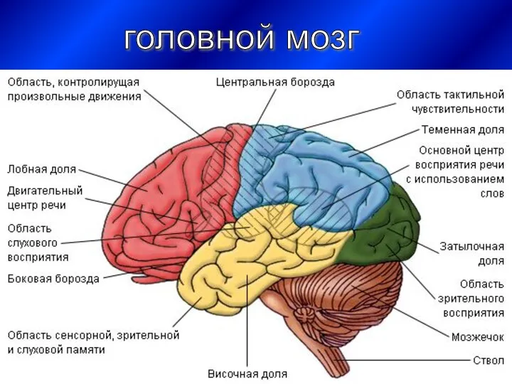 головной мозг