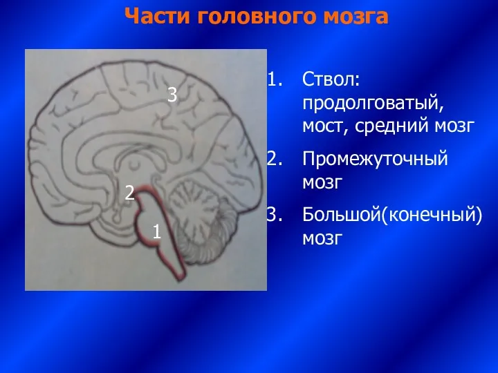 1 Ствол: продолговатый, мост, средний мозг Промежуточный мозг Большой(конечный) мозг Части головного мозга 2 3