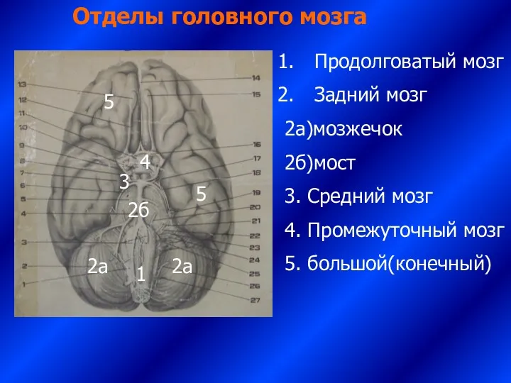 Отделы головного мозга 1 Продолговатый мозг Задний мозг 2а)мозжечок 2б)мост 3. Средний мозг