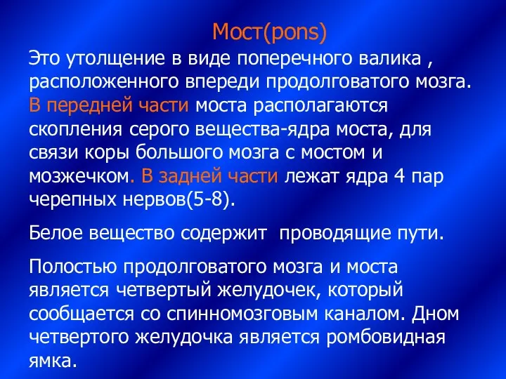 Мост(pons) Это утолщение в виде поперечного валика , расположенного впереди