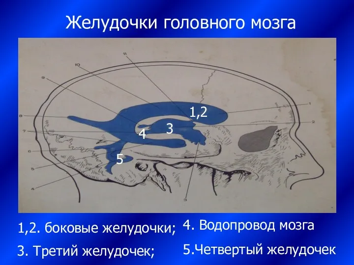 Желудочки головного мозга 1,2 3 4 5 1,2. боковые желудочки; 3. Третий желудочек;