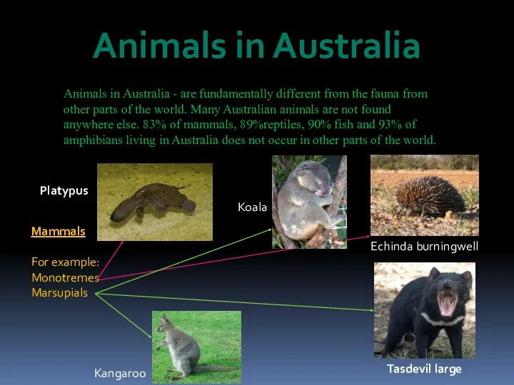 Animals in Australia Animals in Australia - are fundamentally different