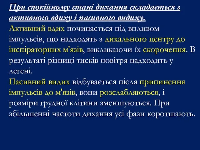 При спокійному стані дихання складається з активного вдиху і пасивного