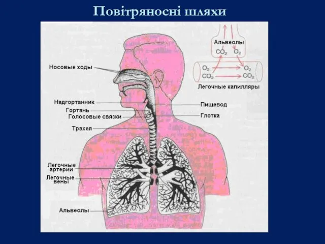 Повітряносні шляхи