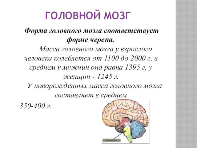 ГОЛОВНОЙ МОЗГ Форма головного мозга соответствует форме черепа. Масса головного