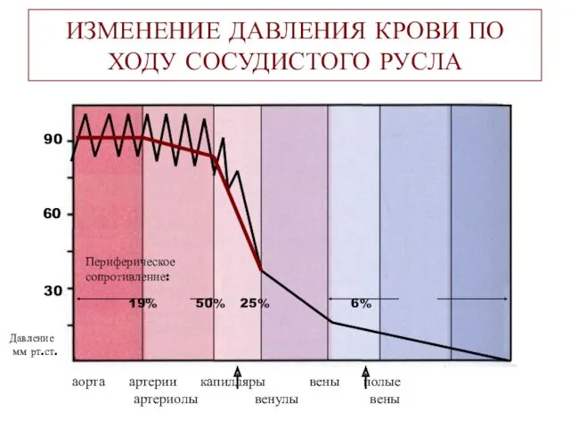 ИЗМЕНЕНИЕ ДАВЛЕНИЯ КРОВИ ПО ХОДУ СОСУДИСТОГО РУСЛА аорта артерии капилляры