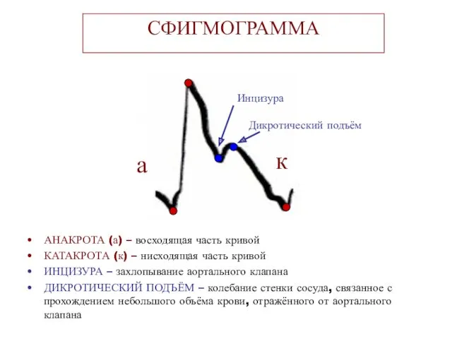 СФИГМОГРАММА АНАКРОТА (а) – восходящая часть кривой КАТАКРОТА (к) – нисходящая часть кривой