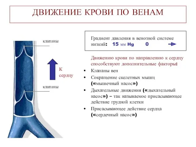 ДВИЖЕНИЕ КРОВИ ПО ВЕНАМ Градиент давления в венозной системе низкий: 15 мм Hg