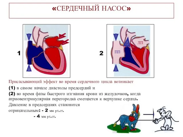 Присасывающий эффект во время сердечного цикла возникает (1) в самом начале диастолы предсердий