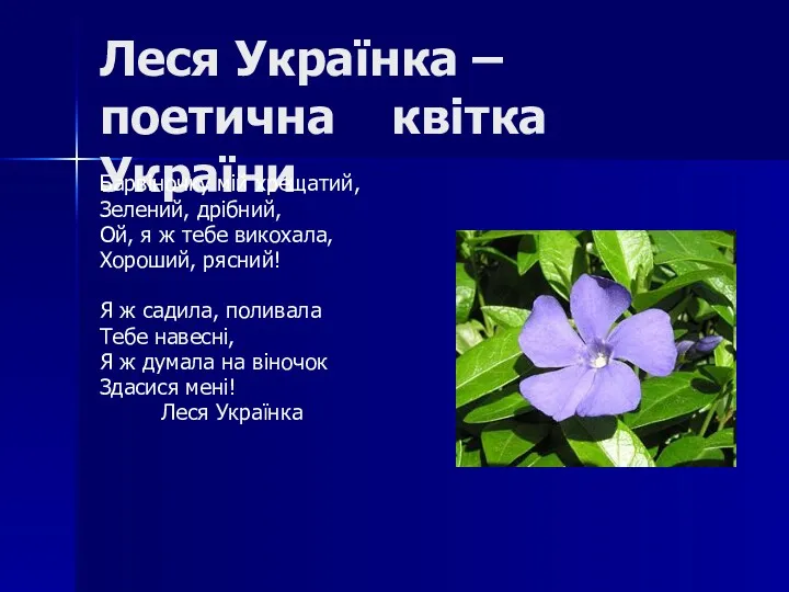 Леся Українка – поетична квітка України Барвіночку мій хрещатий, Зелений, дрібний, Ой, я