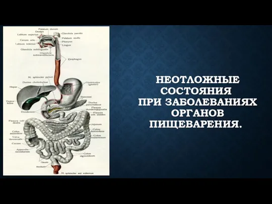 НЕОТЛОЖНЫЕ СОСТОЯНИЯ ПРИ ЗАБОЛЕВАНИЯХ ОРГАНОВ ПИЩЕВАРЕНИЯ.