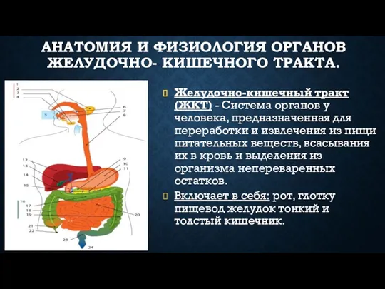 АНАТОМИЯ И ФИЗИОЛОГИЯ ОРГАНОВ ЖЕЛУДОЧНО- КИШЕЧНОГО ТРАКТА. Желудочно-кишечный тракт (ЖКТ)