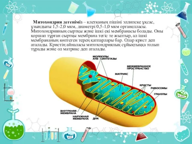 Митохондрия дегеніміз – клетканың пішіні эллипске ұқсас, ұзындығы 1,5-2,0 мкм,