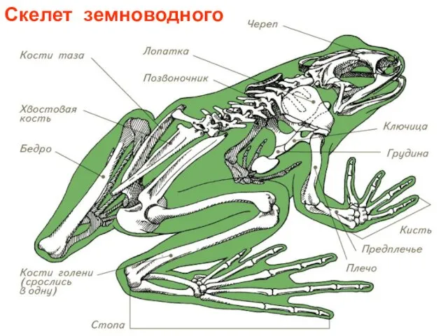 Скелет земноводного