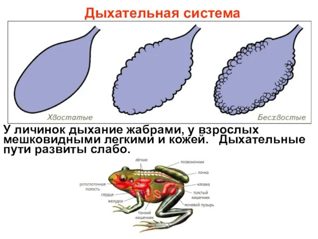 Дыхательная система У личинок дыхание жабрами, у взрослых мешковидными легкими и кожей. Дыхательные пути развиты слабо.