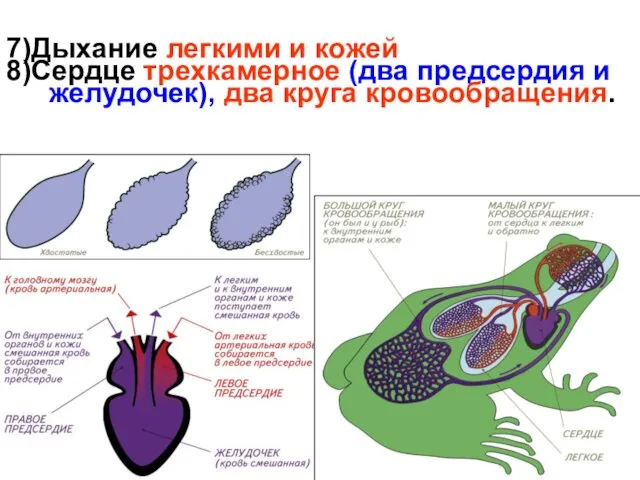 7)Дыхание легкими и кожей 8)Сердце трехкамерное (два предсердия и желудочек), два круга кровообращения.