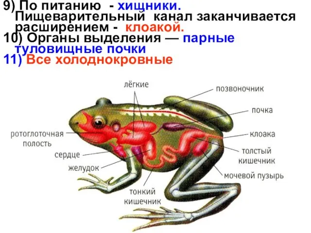 9) По питанию - хищники. Пищеварительный канал заканчивается расширением -