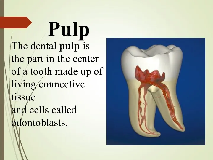Pulp The dental pulp is the part in the center