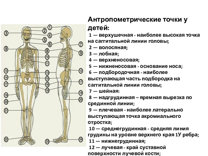 Антропометрические точки у детей: 1 — верхушечная - наиболее высокая точка на саггитальной