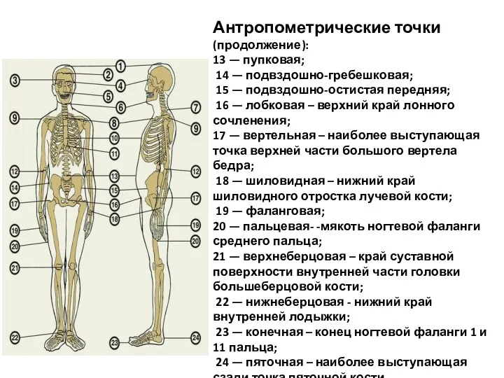 Антропометрические точки (продолжение): 13 — пупковая; 14 — подвздошно-гребешковая; 15 — подвздошно-остистая передняя;