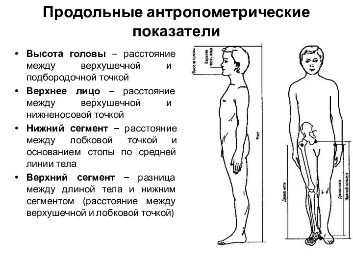 Продольные антропометрические показатели Высота головы – расстояние между верхушечной и подбородочной точкой Верхнее