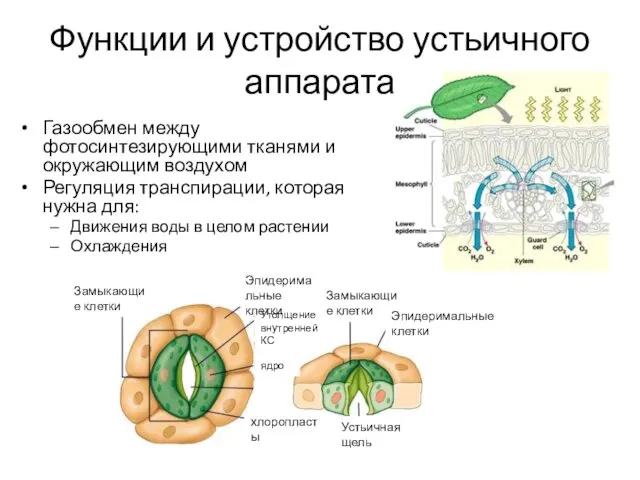 Функции и устройство устьичного аппарата Газообмен между фотосинтезирующими тканями и окружающим воздухом Регуляция