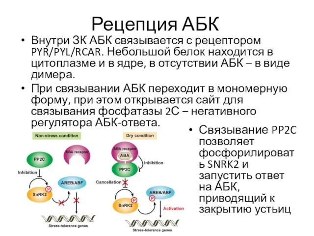 Рецепция АБК Внутри ЗК АБК связывается с рецептором PYR/PYL/RCAR. Небольшой белок находится в