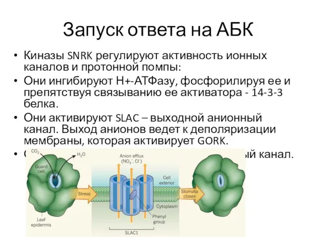 Запуск ответа на АБК Киназы SNRK регулируют активность ионных каналов и протонной помпы: